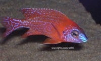 /album/fotogaleria/red-rubin-jpg/